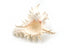 pink and white murex seashell